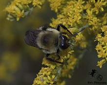 brown-belted bumble bee