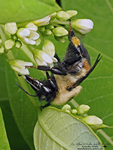 brown-belted bumble bee