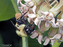 brown-belted bumble bee