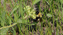 brown-belted bumble bee