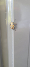 brown and orange predatory stink bug