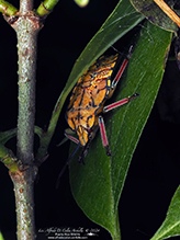 brown and orange predatory stink bug