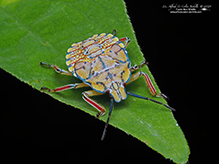 brown and orange predatory stink bug