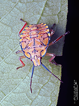 brown and orange predatory stink bug