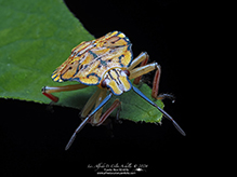 brown and orange predatory stink bug
