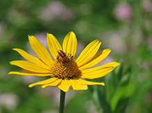 brown blister beetle