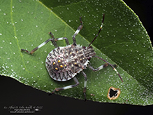 brown marmorated stink bug