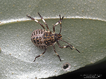 brown marmorated stink bug