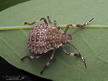 brown marmorated stink bug