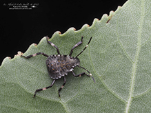 brown marmorated stink bug