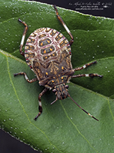 brown marmorated stink bug