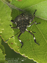 brown marmorated stink bug