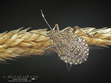 brown marmorated stink bug