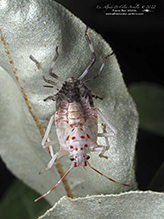 brown marmorated stink bug