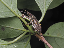 brown marmorated stink bug
