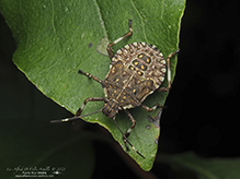 brown marmorated stink bug