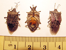 brown marmorated stink bug