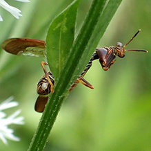 brown wasp mantidfly