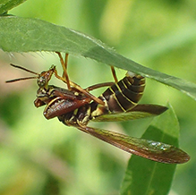 brown wasp mantidfly
