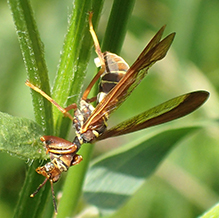 brown wasp mantidfly