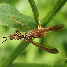 brown wasp mantidfly