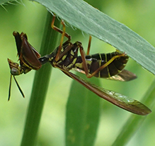 brown wasp mantidfly