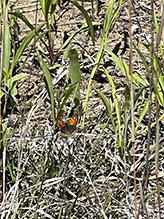 brush-footed butterfly (family Nymphalidae)