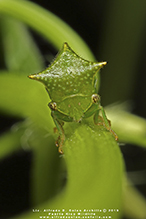 buffalo treehopper (Stictocephala sp.)