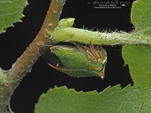 buffalo treehopper (Stictocephala sp.)