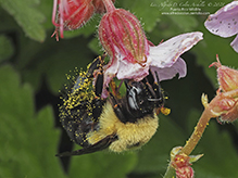 bumble bee (Bombus sp.)