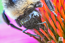 bumble bee (Bombus sp.)