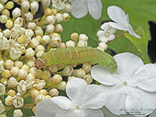 butterfly or moth (order Lepidoptera)