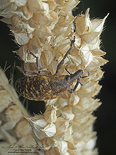 Canada thistle bud weevil