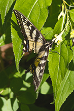 Canadian tiger swallowtail