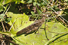 Carolina grasshopper