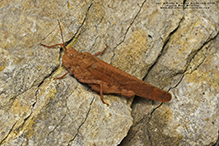 Carolina grasshopper