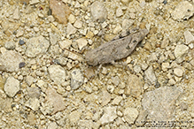 Carolina grasshopper