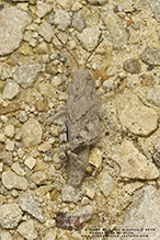 Carolina grasshopper