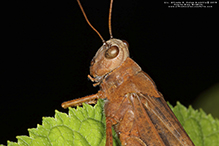 Carolina grasshopper