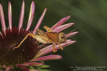 Carolina grasshopper