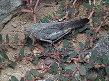 Carolina grasshopper