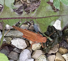 Carolina grasshopper