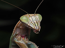 Chinese mantis