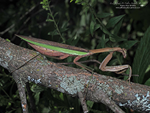 Chinese mantis