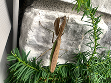 Chinese mantis