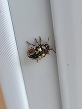 calligrapher beetle (Calligrapha scalaris group)
