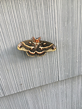 cecropia moth