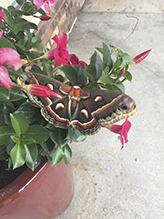 cecropia moth