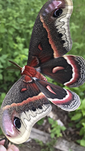 cecropia moth