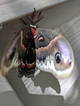 cecropia moth